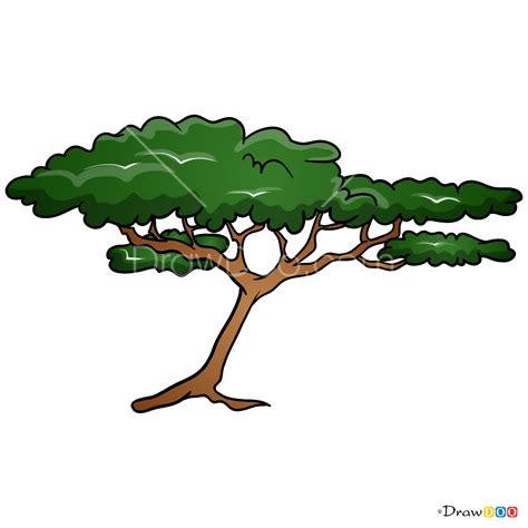 How to Draw Acacia, Trees