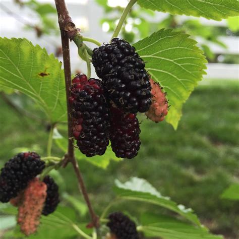 Red Mulberry Fruit