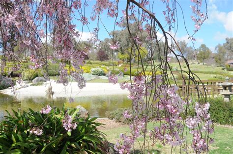 Where in the World are Robert and Cherryl?: Cherry Blossoms at Cowra