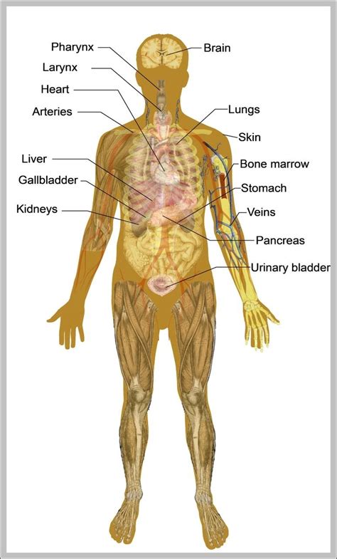 Body Parts Diagram Male : 174 807 Human Anatomy Vectors Free Royalty ...