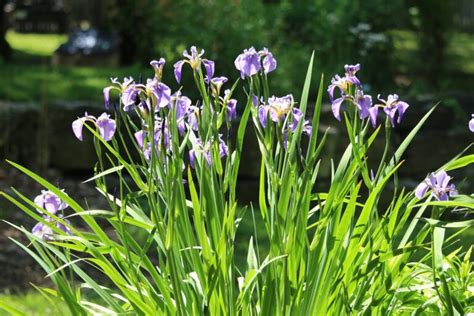 Blue Flag Iris – The Native Plant Gardener