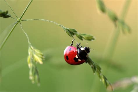 Red and black ladybug in shallow photography, ladybug, beetle ...