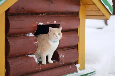 How to Build a Heated Outdoor Cat House - Tractive Blog