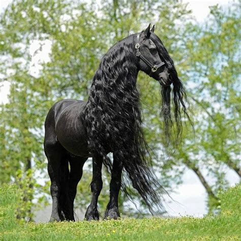 Black Friesian | Horses, Friesian horse, Beautiful horses