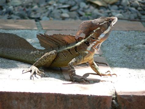 File:Common basilisk in Costa Rica.jpg - Wikimedia Commons