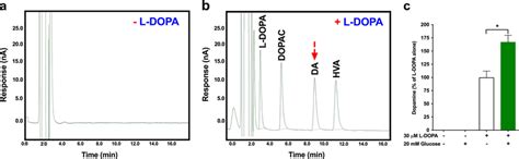 Insulin-secreting INS-1E cells require the dopamine precursor l-DOPA ...