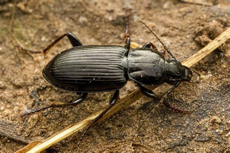 Predatory Beetles | University of Maryland Extension