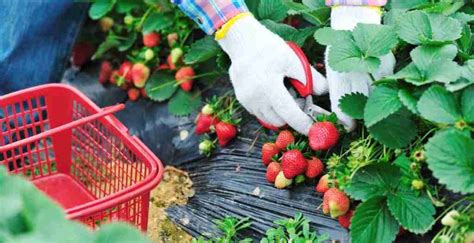 How To Grow Strawberries - Road to Reliance