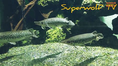 Spotted gar aquarium - YouTube