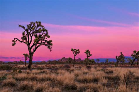 Revealed: The Best Time To Visit Joshua Tree National Park - The Family ...