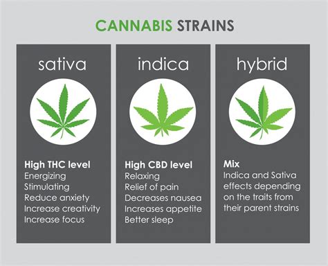 Indica vs Sativa vs Hybrid Strains | Green Sativa