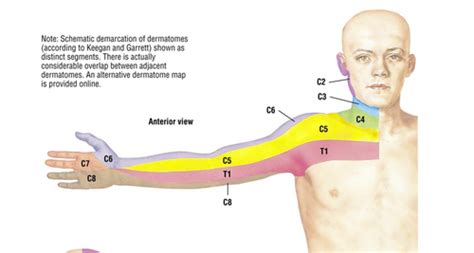 thoracic dermatomes Flashcards | Quizlet