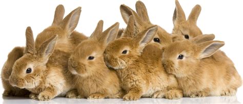 Cute Bunnies 4k Wallpapers - Wallpaper Cave