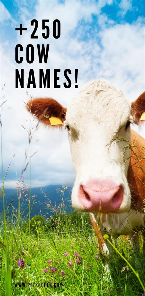 Cow Names +250 Cute & Traditional Ideas Female Cow Name, Female Names ...