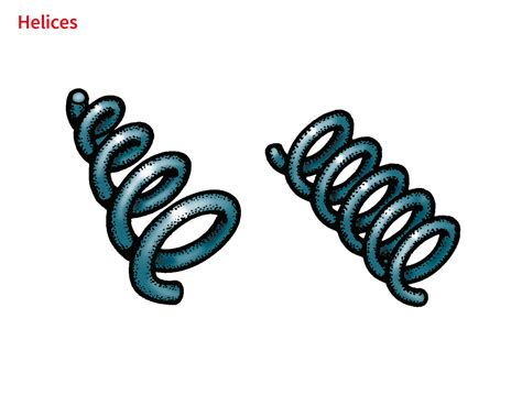 helix noun - Definition, pictures, pronunciation and usage notes ...