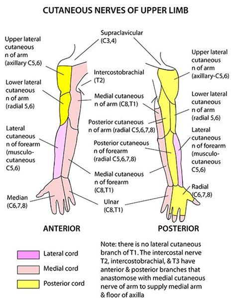 Instant Anatomy - Upper Limb - Nerves - Skin - Cutaneous supply | Upper ...