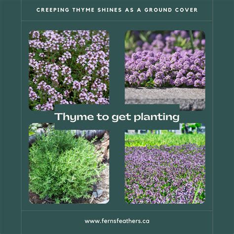 Creeping thyme ground cover ideal for hot dry area — FERNS & FEATHERS