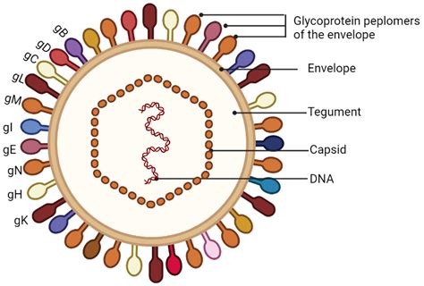 Virus Diagram