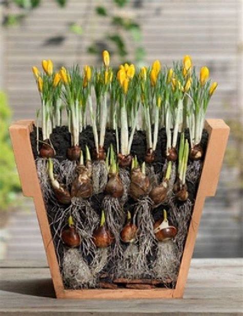 Incredible Plant On Top Of Bulbs 2022