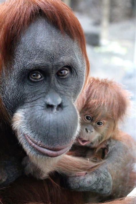 St. Louis Zoo's 45-year-old Sumatran orangutan, Merah, with new baby ...