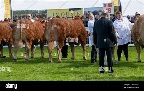 Judging Limousin cattle at the Royal Highland Show, Edinburgh, 2019 ...