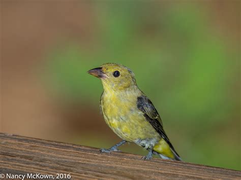 Photographing a Female Scarlet Tanager with a Flash Extender | Welcome ...