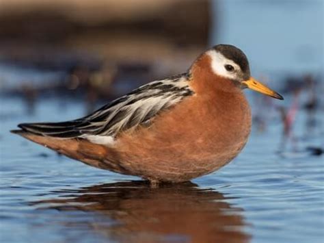 Scolopacidae Browse by Family, All About Birds, Cornell Lab of Ornithology