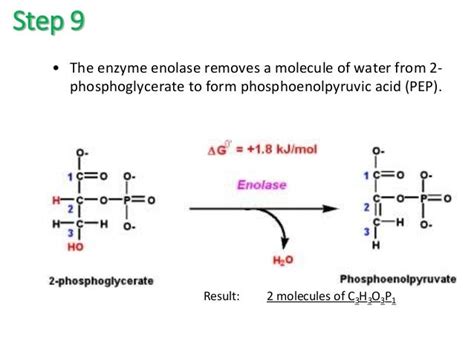 Glycolysis