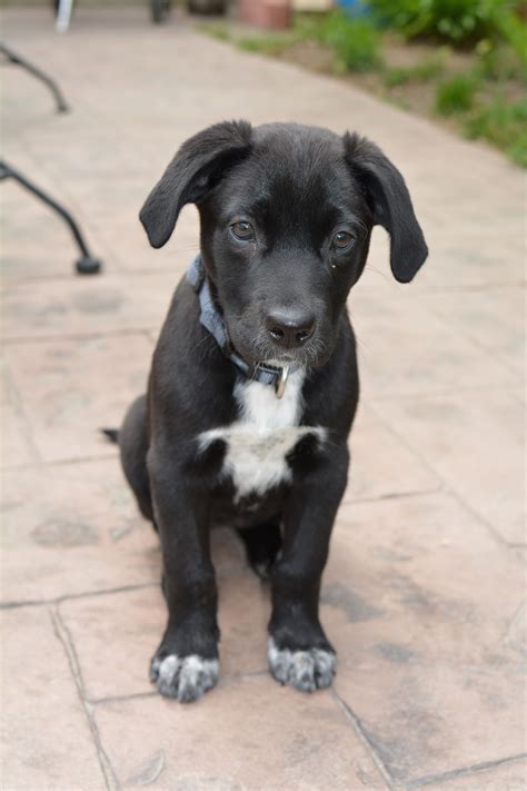 pitbull lab mix puppy price - Lauri Salas