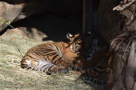 Sumatran Tiger Cubs - ZooChat