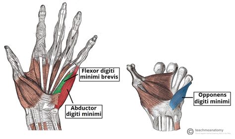 Ulnar Nerve Muscles