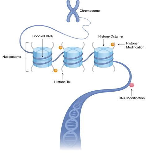 Histone Octamer Structure