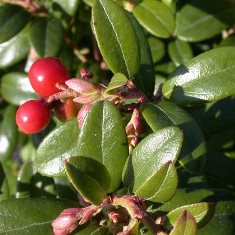 VACCINIUM VITIS-IDAEA - Houtmeyers Plantencentrum en Boomkwekerij Laakdal