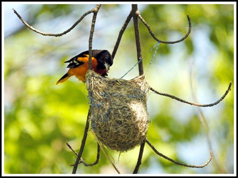 Baltimore Oriole at nest by Barry Kant. Submitted to our Home Tweet ...