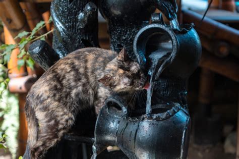 6 Reasons Your Cat Needs A Water Fountain | Meow Mondo