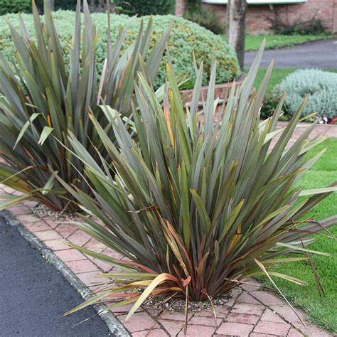 Buy New Zealand flax Phormium tenax: Delivery by Waitrose Garden in ...