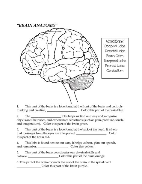 Label The Brain Worksheet