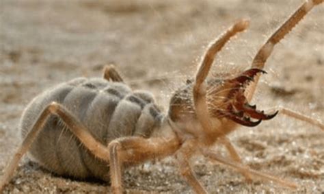 Arizona Man Comes Upon Terrifying Spider-Scorpion Hybrid