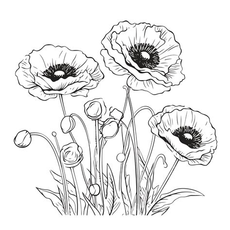 Poppy Outlines Vector Illustrations Of Flowers Pk Vector Sketch Drawing ...