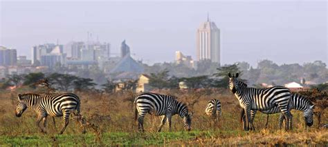 Nairobi National Park safaris, tours & holidays | Discover Africa Safaris