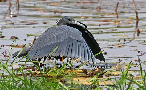 The Black Heron | BirdNote