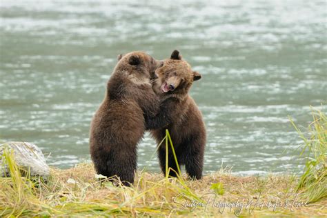 Cute Grizzly Bear Cubs playing and learning to fight - Shetzers Photography