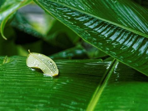 Premium Photo | Close-up of caterpillar on leaf