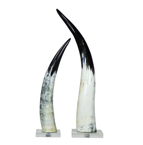 Cow Horns on Acrylic Stand Horn Sculpture Centerpieces Horns - Etsy