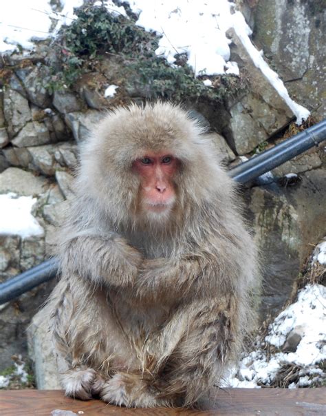 Hokkaido Kudasai: Snow Monkey Park