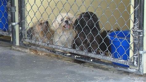 Dozens of dogs surrendered as homeowner admits 'it got out of hand'