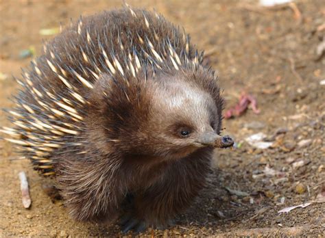 Why the Echidna is Australia's Most Delightfully Different Mammal ...