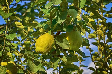 Quince Seasonal Fruit Autumn - Free photo on Pixabay