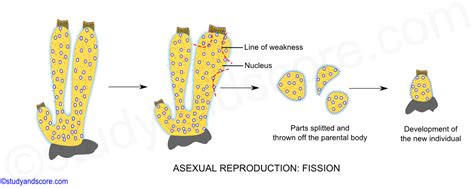 Describe the Process of Sexual Reproduction in Sponges.