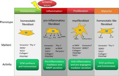 Frontiers | Cardiac Fibroblasts and Myocardial Regeneration